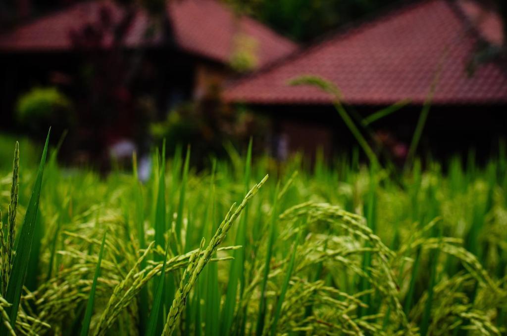 Puji Hostel And Bungalow Ubud Ngoại thất bức ảnh